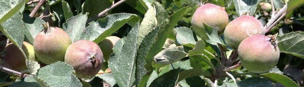 Granny Smith – Shenandoah Valley Orchards