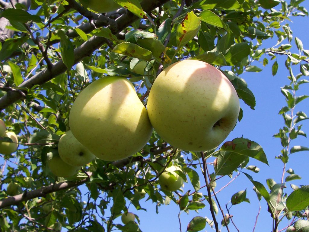 Golden Delicious Beisecker Farms